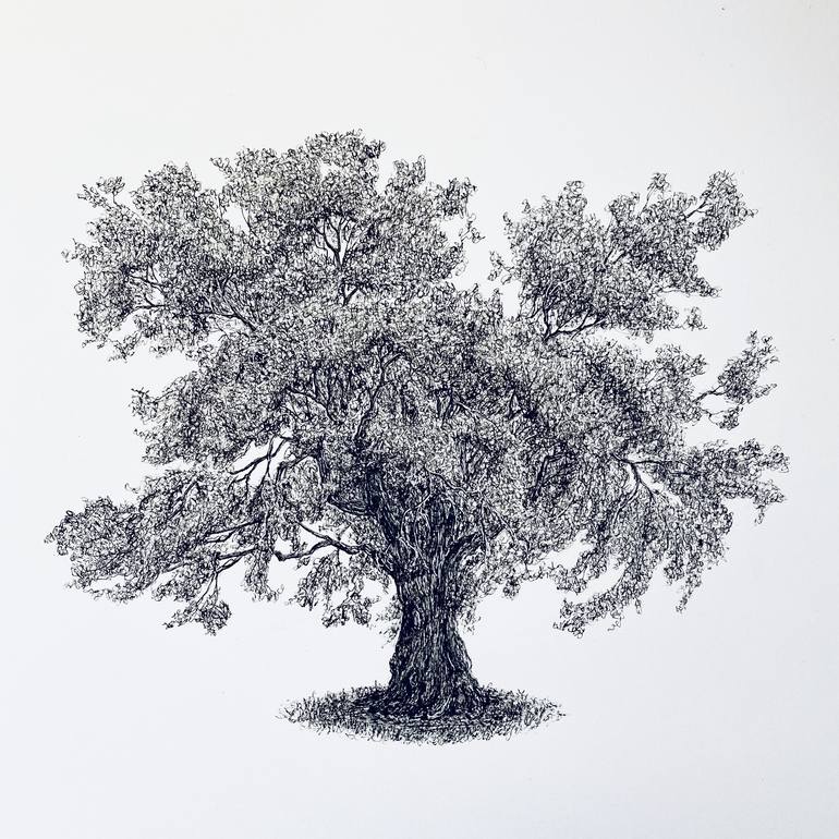 cool oak tree drawings