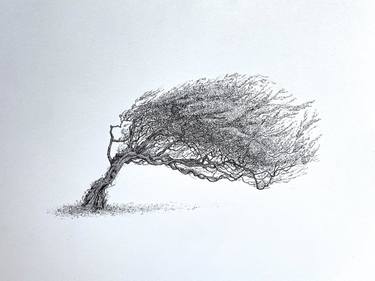 Windswept Tree in Ink. Firmly Rooted, through the a Storm. MSillo, tree artist. Original ink drawing. thumb