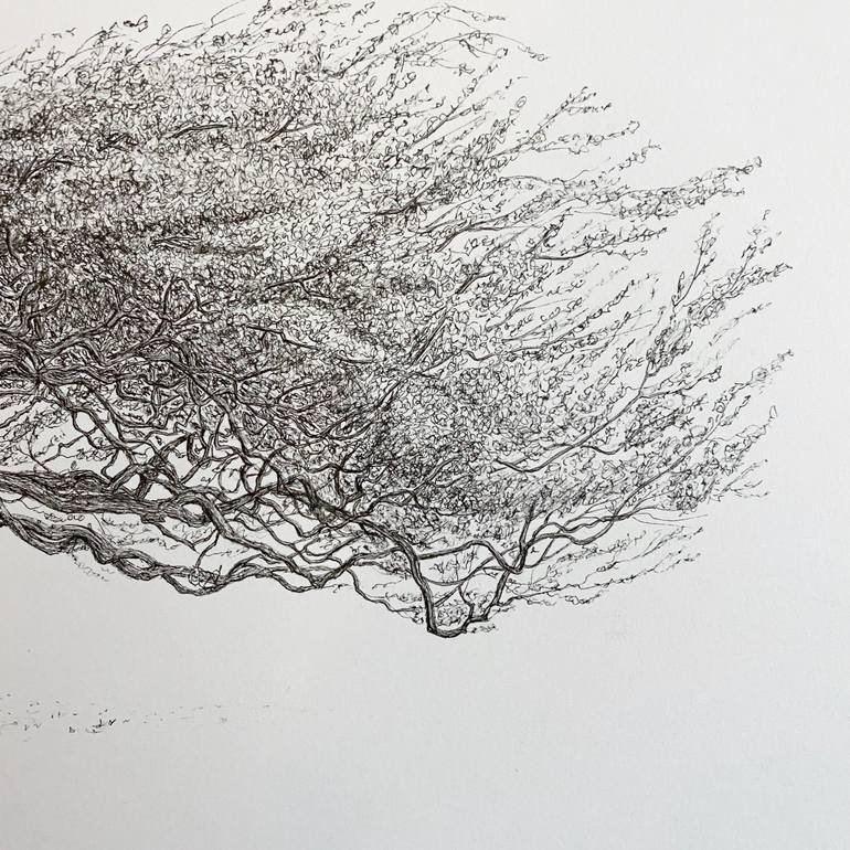 Original Other Landscape Drawing by Msillo Tree Artist