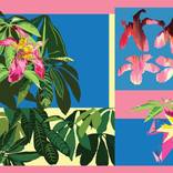 Ceiba speciosa (Paineira Rosa) by Monica Rizzolli