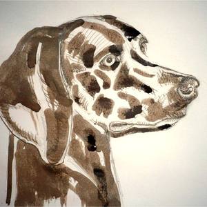 Collection Portraits of dogs