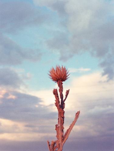 Saatchi Art Artist Irene Oliveti; Photography, “The thistle and the sky - Limited Edition of 25” #art