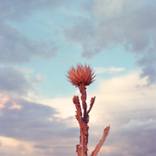 The thistle and the sky - Limited Edition of 25 by Irene Oliveti