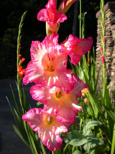 hot pink gladiolus thumb