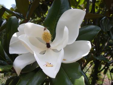 bee inside magnolia thumb