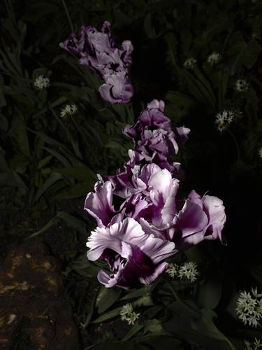 Tulips (from the series A Year In The Dark) - Limited Edition of 12 thumb