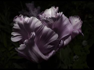 Tulip (from the series A Year In The Dark) - Limited Edition of 12 thumb