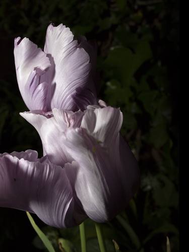 Tulips (from the series A Year In The Dark) thumb