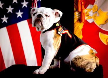 Marine Corps Mascot thumb