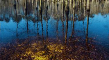 Original Documentary Nature Photography by Henk Visser