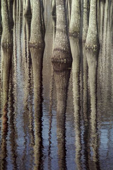 Bald Cypress trees thumb