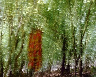Original Abstract Tree Photography by Pauline Ruhl Saur