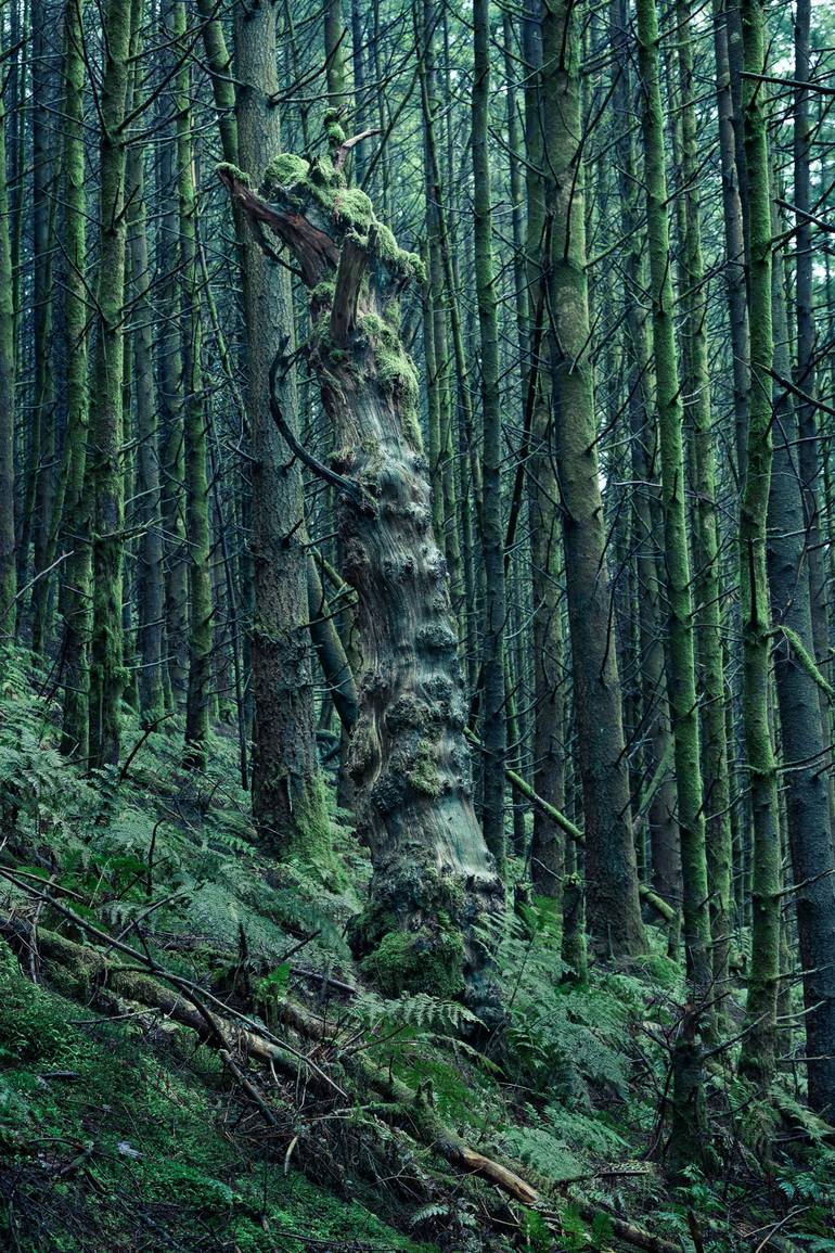 Original Landscape Photography by Ian Alderman | Other Art on Paper | Monarch #03 - from the series entitled 'Fading Monarchs' - Limited Edition of 10