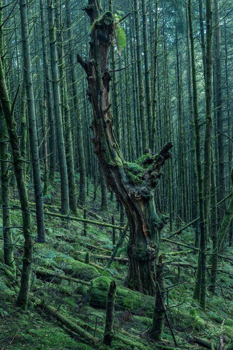 Original Landscape Photography by Ian Alderman | Other Art on Paper | Monarch #04 - from the series entitled 'Fading Monarchs' - Limited Edition of 10