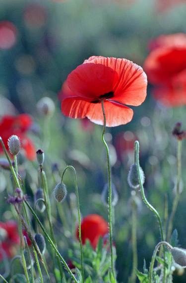 field of red poppies thumb