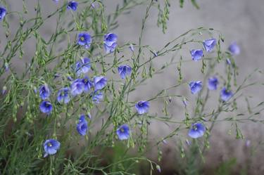 blue wild flowers thumb