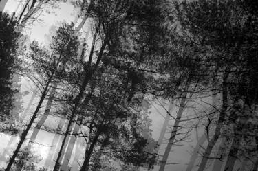 Saatchi Art Artist Richard Brocken; Photography, “forest” #art