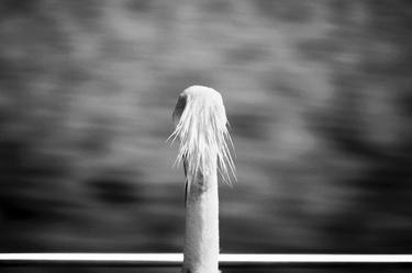 Original Animal Photography by Richard Brocken