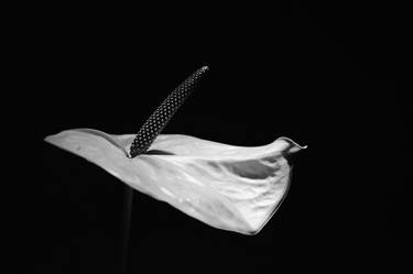 Original Nature Photography by Richard Brocken