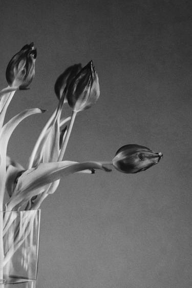 Original Fine Art Botanic Photography by Richard Brocken