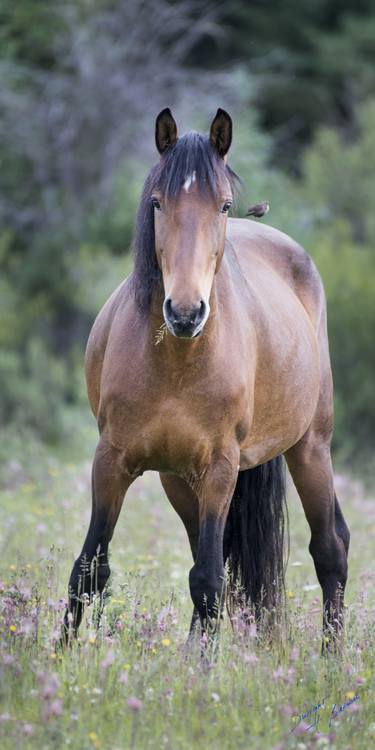 Wild horse reciprocity - Limited Edition of 1 thumb