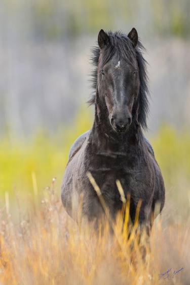 Original Horse Photography by Dwight   H Brown