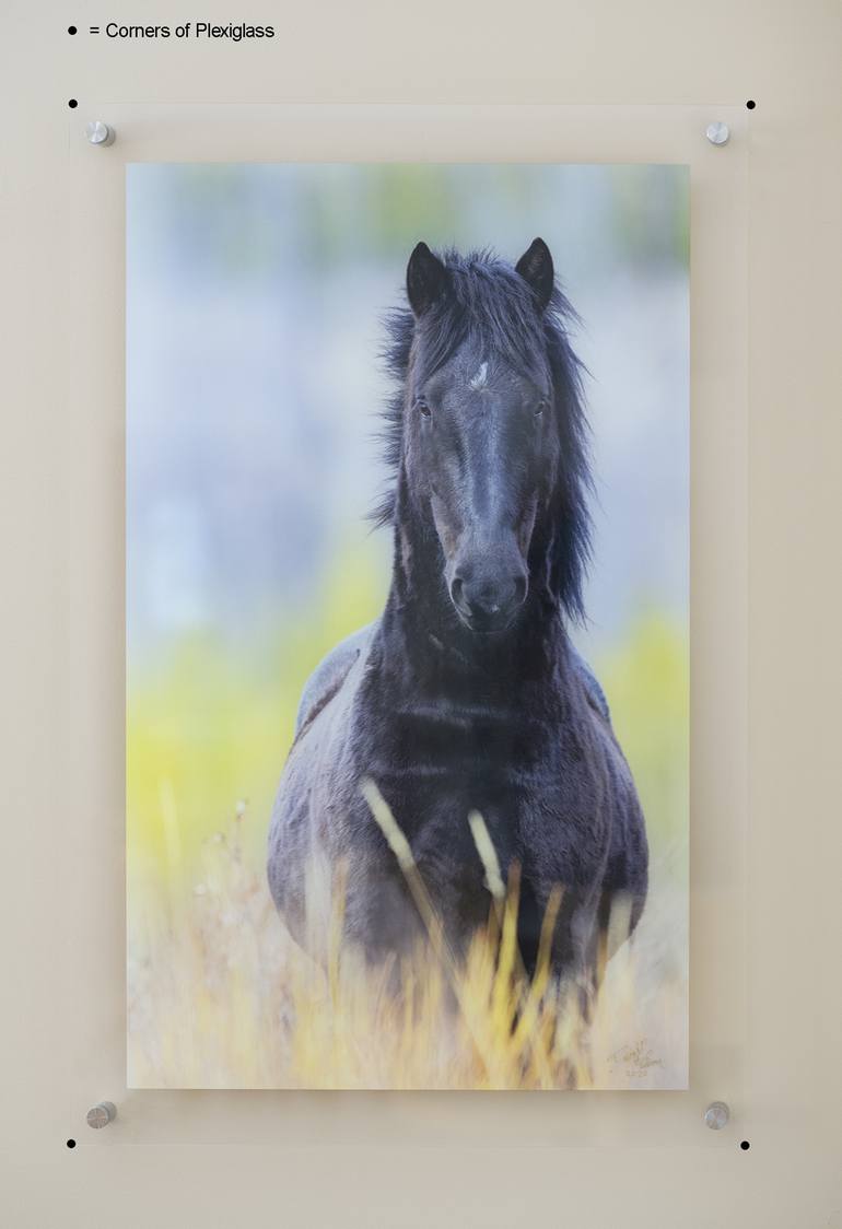 Original Fine Art Horse Photography by Dwight   H Brown