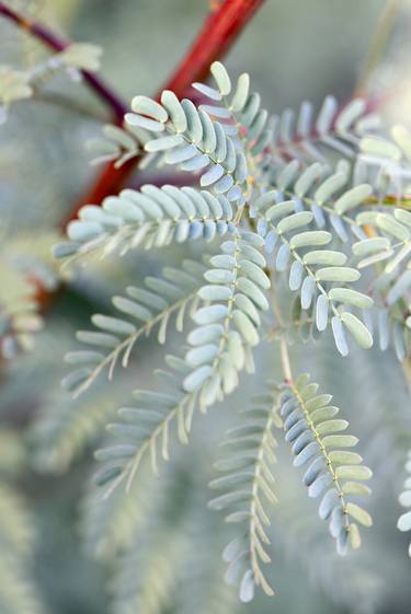 Wattle leaves - Limited Edition of 20 thumb