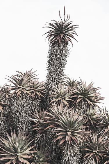 Print of Fine Art Botanic Photography by CHRIS L JONES