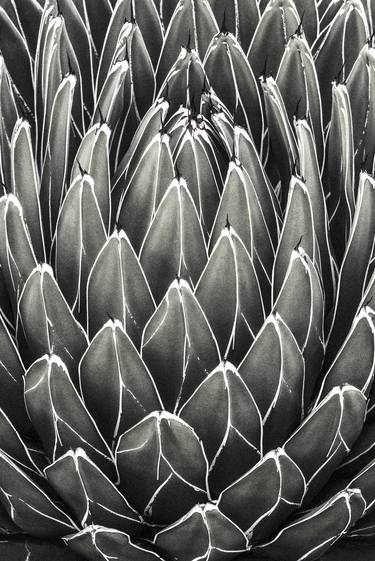 Original Fine Art Botanic Photography by CHRIS L JONES