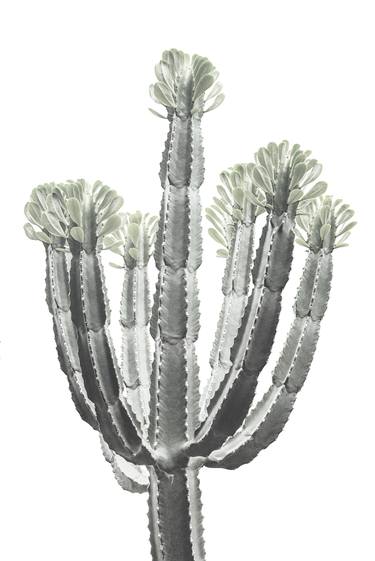Euphorbia - Limited Edition of 20 thumb
