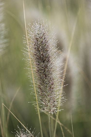 Fountain grass - Limited Edition of 20 thumb