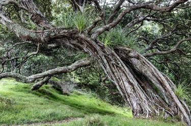 Pohutakawa trees, Coromandel, New Zealand - Limited Edition of 20 thumb
