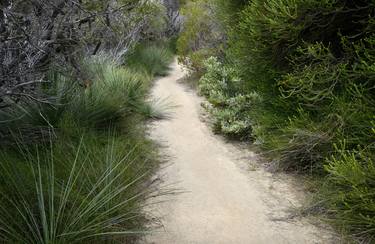 Bush Path, Royal National Park, Australia - Limited Edition of 20 thumb