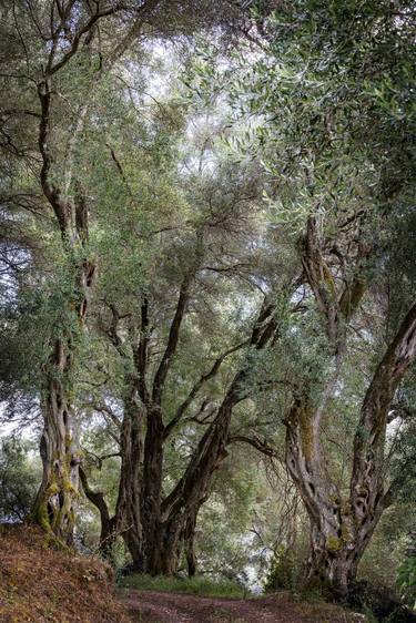 Olive trees, Arillas, Corfu, Greece - Limited Edition of 20 thumb