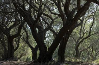 Olive grove. Megoulades, Corfu, Greece - Limited Edition of 20 thumb