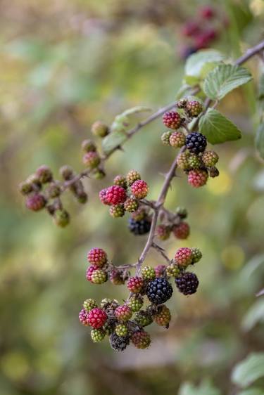 Blackberries, Arillas, Corfu, Greece - Limited Edition of 20 thumb