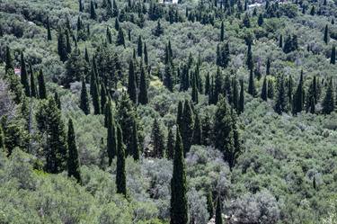 Cypress and Olive groves, Paliokastritsa, Corfu, Greece - Limited Edition of 20 thumb