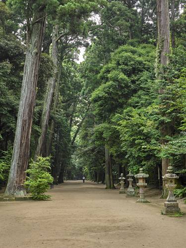 Kashima Jingu cedar forest, Japan - Limited Edition of 20 thumb