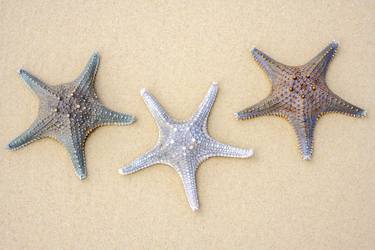 Starfish on Tangalooma Beach, Queensland, thumb
