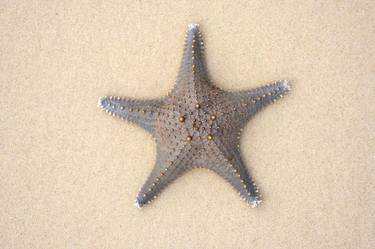 Starfish on Tangalooma Beach, Queensland thumb