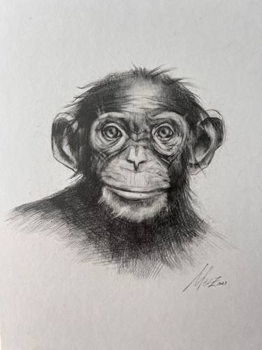 Original Black & White Animal Drawings by Marina Merz