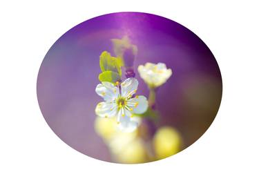 The Plum Tree Is Blooming - Limited Edition of 6 Photography thumb