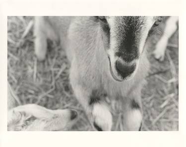 Goats (March 13b) - Limited Edition of 3 thumb
