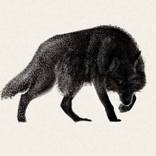 Wolf by Nayfe Slusjan