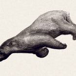 Polar Bear by Nayfe Slusjan