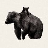 Bears by Nayfe Slusjan