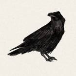 Crow by Nayfe Slusjan