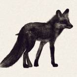 Fox by Nayfe Slusjan