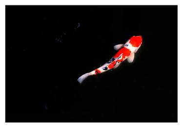 Original Documentary Fish Photography by Ehud Oren